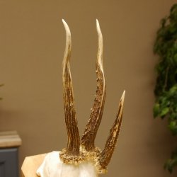 Rehgeweih Drei-Stangen-Bock abnormer Bock Reh Geweih Gehörn 610.208