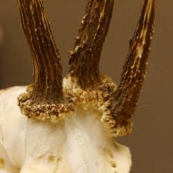 Rehgeweih Drei-Stangen-Bock abnormer Bock Reh Geweih Gehörn 610.208