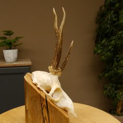 Rehgeweih Drei-Stangen-Bock abnormer Bock Reh Geweih Gehörn 610.208