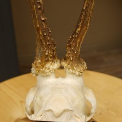 Rehgeweih Drei-Stangen-Bock abnormer Bock Reh Geweih Gehörn 610.208