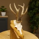 Rehgeweih abnormer Rehbock Reh Geweih Bock Gehörn...