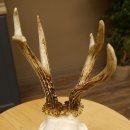 Rehgeweih abnormer Rehbock Reh Geweih Bock Gehörn Trophäenschild 607.151