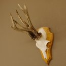 Rehgeweih abnormer Rehbock Reh Geweih Bock Gehörn...