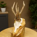 Rehgeweih abnormer Rehbock Reh Geweih Bock Gehörn Trophäenschild 607.151