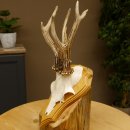 Rehgeweih abnormer Rehbock Reh Geweih Bock Gehörn Trophäenschild 607.151