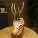 Rehgeweih abnormer Rehbock Reh Geweih Bock Gehörn Trophäenschild 607.151