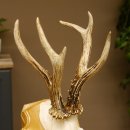 Rehgeweih abnormer Rehbock Reh Geweih Bock Gehörn Trophäenschild 607.151