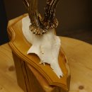 Rehgeweih abnormer Rehbock Reh Geweih Bock Gehörn Trophäenschild 607.151