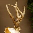 Rehgeweih abnormer Rehbock Reh Geweih Bock Gehörn Trophäenschild 607.151