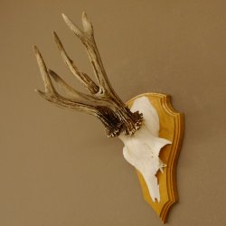 Rehgeweih abnormer Rehbock Reh Geweih Bock Gehörn Trophäenschild 607.151