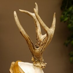 Rehgeweih abnormer Rehbock Reh Geweih Bock Gehörn Trophäenschild 607.151