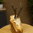 Rehgeweih abnormer Rehbock Ledergehörn Reh Geweih...