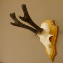 Rehgeweih abnormer Rehbock Ledergehörn Reh Geweih...