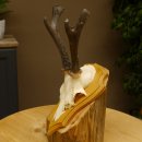 Rehgeweih abnormer Rehbock Ledergehörn Reh Geweih Bock Gehörn Trophäenschild 607.152