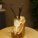 Rehgeweih abnormer Rehbock Ledergehörn Reh Geweih Bock Gehörn Trophäenschild 607.152