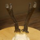 Rehgeweih abnormer Rehbock Ledergehörn Reh Geweih Bock Gehörn Trophäenschild 607.152