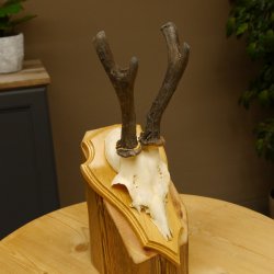 Rehgeweih abnormer Rehbock Ledergehörn Reh Geweih Bock Gehörn Trophäenschild 607.152