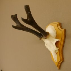 Rehgeweih abnormer Rehbock Ledergehörn Reh Geweih Bock Gehörn Trophäenschild 607.152