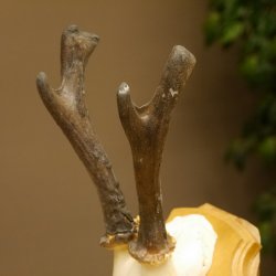 Rehgeweih abnormer Rehbock Ledergehörn Reh Geweih Bock Gehörn Trophäenschild 607.152