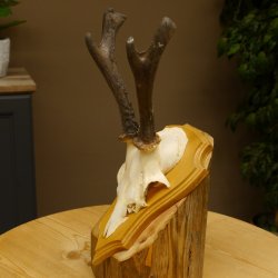 Rehgeweih abnormer Rehbock Ledergehörn Reh Geweih Bock Gehörn Trophäenschild 607.152