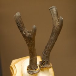 Rehgeweih abnormer Rehbock Ledergehörn Reh Geweih Bock Gehörn Trophäenschild 607.152