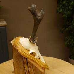 Rehgeweih abnormer Rehbock Ledergehörn Reh Geweih Bock Gehörn Trophäenschild 607.152