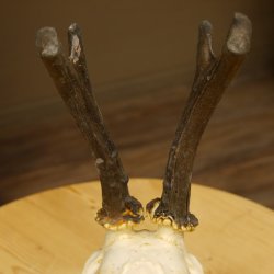 Rehgeweih abnormer Rehbock Ledergehörn Reh Geweih Bock Gehörn Trophäenschild 607.152