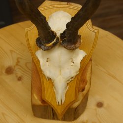 Rehgeweih abnormer Rehbock Ledergehörn Reh Geweih Bock Gehörn Trophäenschild 607.152