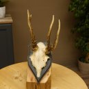 Rehgeweih abnormer Rehbock Reh Geweih Bock Gehörn Trophäenschild 607.153