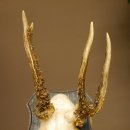 Rehgeweih abnormer Rehbock Reh Geweih Bock Gehörn Trophäenschild 607.153