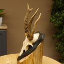 Rehgeweih abnormer Rehbock Reh Geweih Bock Gehörn Trophäenschild 607.153