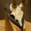 Rehgeweih abnormer Rehbock Reh Geweih Bock Gehörn Trophäenschild 607.153