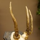 Rehgeweih abnormer Rehbock Reh Geweih Bock Gehörn Trophäenschild 607.153