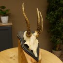 Rehgeweih abnormer Rehbock Reh Geweih Bock Gehörn Trophäenschild 607.153