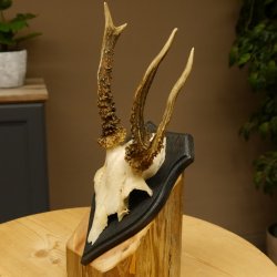 Rehgeweih abnormer Rehbock Reh Geweih Bock Gehörn Trophäenschild 607.153