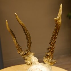 Rehgeweih abnormer Rehbock Reh Geweih Bock Gehörn Trophäenschild 607.153