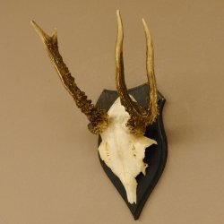 Rehgeweih abnormer Rehbock Reh Geweih Bock Gehörn Trophäenschild 607.153