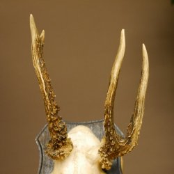 Rehgeweih abnormer Rehbock Reh Geweih Bock Gehörn Trophäenschild 607.153