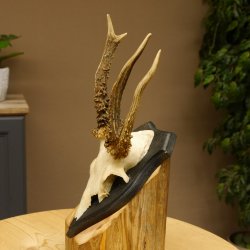 Rehgeweih abnormer Rehbock Reh Geweih Bock Gehörn Trophäenschild 607.153