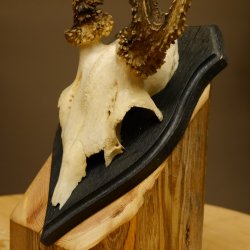 Rehgeweih abnormer Rehbock Reh Geweih Bock Gehörn Trophäenschild 607.153