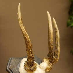 Rehgeweih abnormer Rehbock Reh Geweih Bock Gehörn Trophäenschild 607.153