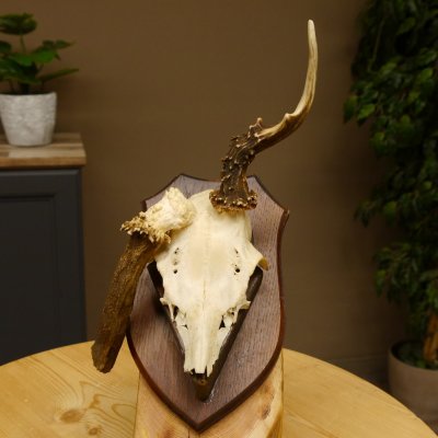 Rehgeweih abnormer Rehbock Reh Geweih Bock Gehörn Trophäenschild 607.154