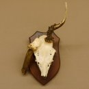 Rehgeweih abnormer Rehbock Reh Geweih Bock Gehörn...