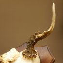 Rehgeweih abnormer Rehbock Reh Geweih Bock Gehörn Trophäenschild 607.154