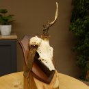 Rehgeweih abnormer Rehbock Reh Geweih Bock Gehörn Trophäenschild 607.154