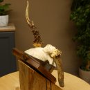 Rehgeweih abnormer Rehbock Reh Geweih Bock Gehörn Trophäenschild 607.154