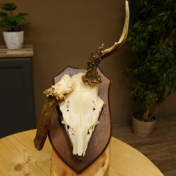 Rehgeweih abnormer Rehbock Reh Geweih Bock Gehörn Trophäenschild 607.154