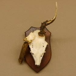 Rehgeweih abnormer Rehbock Reh Geweih Bock Gehörn Trophäenschild 607.154