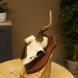 Rehgeweih abnormer Rehbock Reh Geweih Bock Gehörn Trophäenschild 607.154