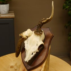 Rehgeweih abnormer Rehbock Reh Geweih Bock Gehörn Trophäenschild 607.154